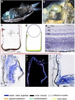 Diversity and evolution of optically complex eyes in a family of deep-sea fish: Ocular diverticula in barreleye spookfish (Opisthoproctidae)